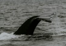 Bitcoin Whales Could Drive Prices Down Further, Experts Warn